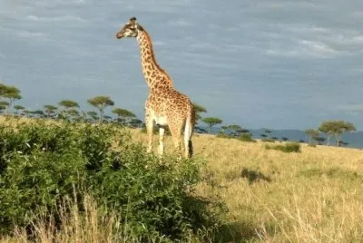 Girafa