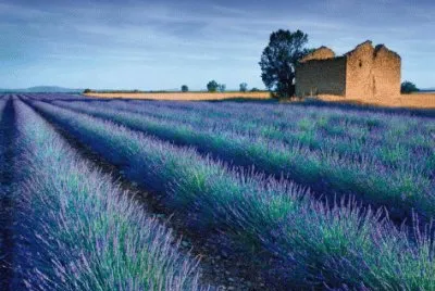 Stone Barn in Lavender field