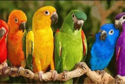 mas loritos