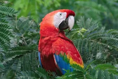 פאזל של Parrot in the Amazone area