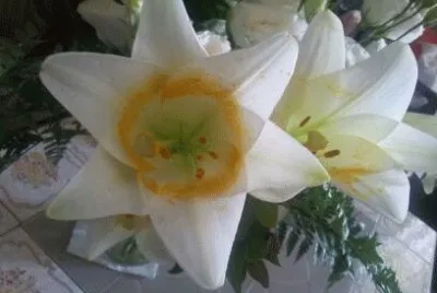 Lilies