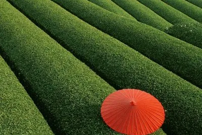 Campos de chá - china
