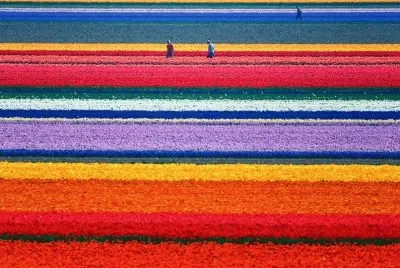 Campos de tulipas - Holanda