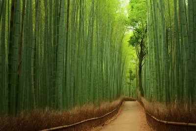 Floresta de bambu - JapÃ£o