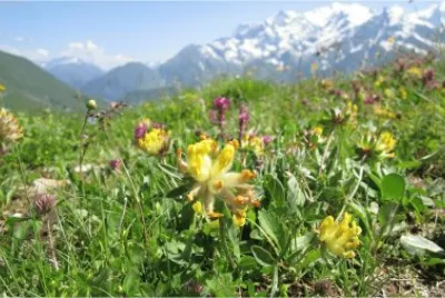Mont Blanc et fleurs jigsaw puzzle