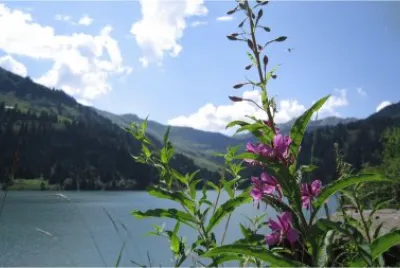 Fleurs et Lac jigsaw puzzle