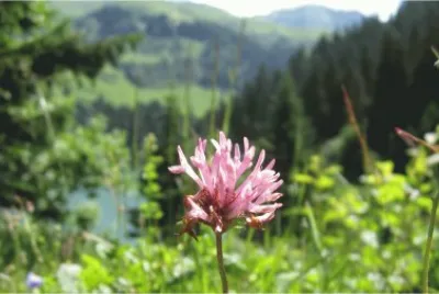 Gros plan d 'une fleur jigsaw puzzle