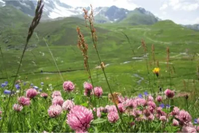 Parterre de fleurs jigsaw puzzle