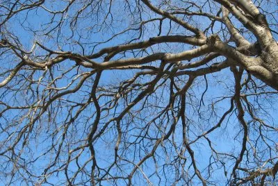 branch
