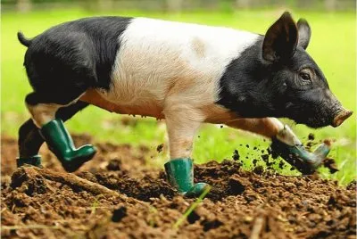 piggy-15