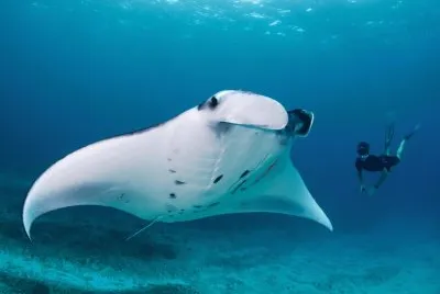 large manta