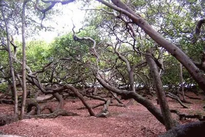 Cajueiro do Pirangi - RN