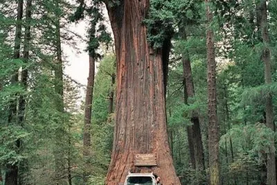 Sequoia