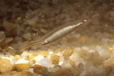 Candiru ou peixe vampiro