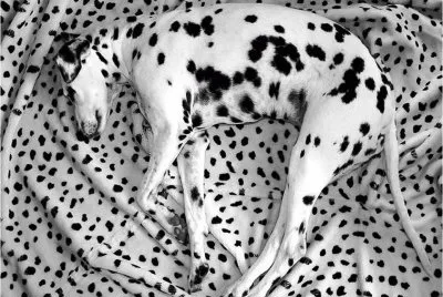 spots-16