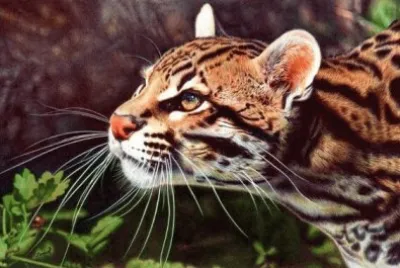 La fiera, no es el tigre, es la tigresa