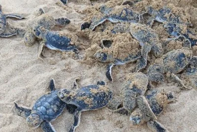 Filhotes de tartarugas