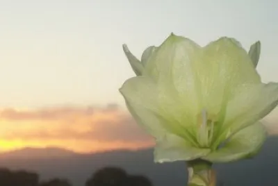 Amaryllis en el atardecer Tucumano