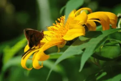 natureza
