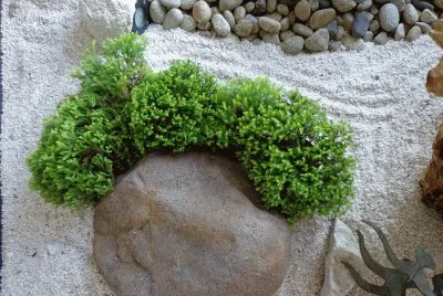 ROCAS