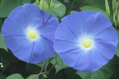 ç‰½ç‰›èŠ±