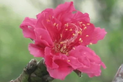 æ¡ƒèŠ±