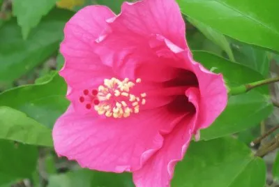 æ‰¶æ¡‘èŠ±