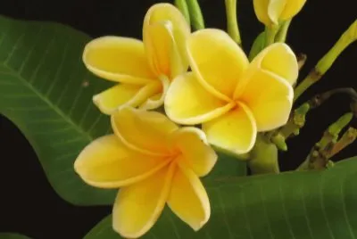 é›žè›‹èŠ±