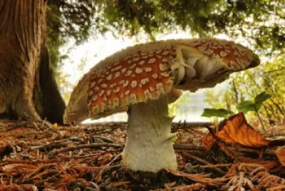 natureza