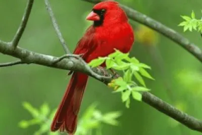 natureza
