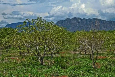 Campo