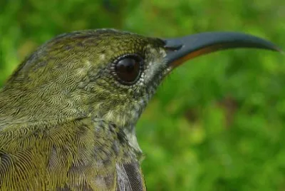 Beija Flor OlivÃ¡ceo
