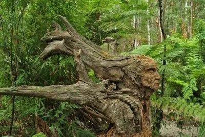 old man tree