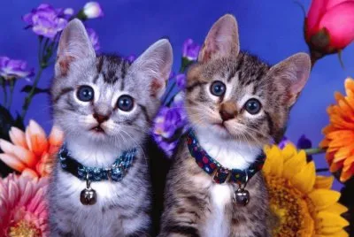 gatos gemelos