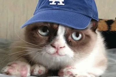 cat fan