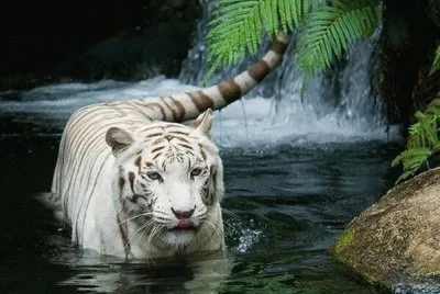 Hermoso tigre blanco