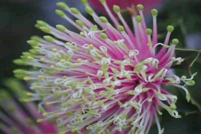 Banksia Cuneata - Australia