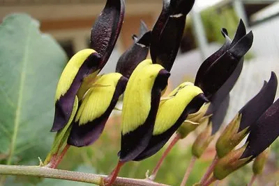 Kennedia Nigricans