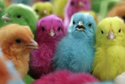 Pintinhos coloridos