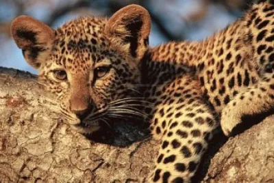 lepard cub