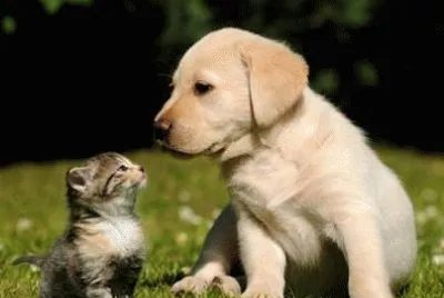 Amiguinhos  na relva