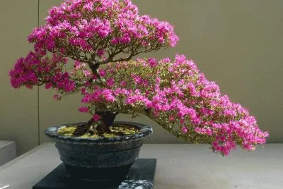 Bonsai