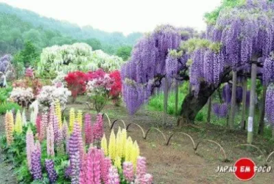 Arvores Coloridas do JapÃ£o