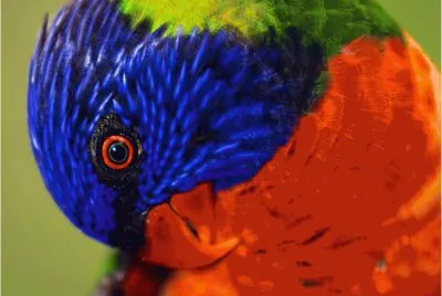 פאזל של parrot-18