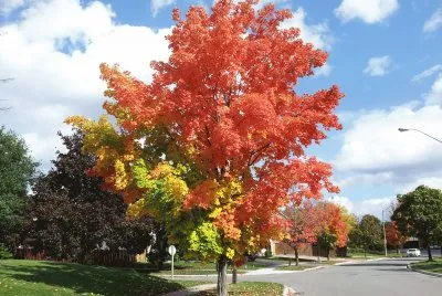 autumn full glory