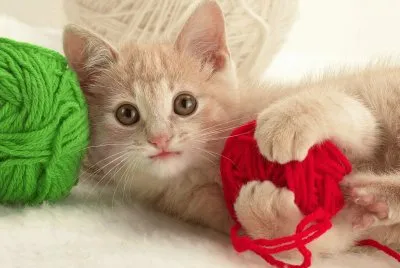 gatet