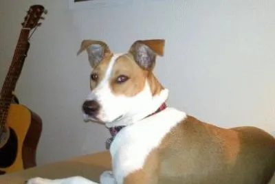 a favorite dog