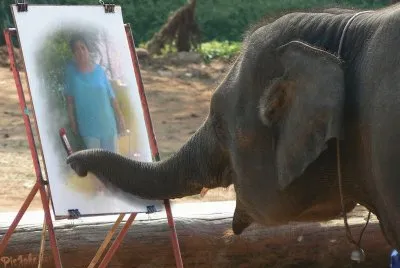 elefante jigsaw puzzle
