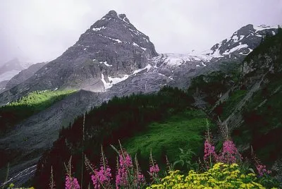 Paisagem com flores