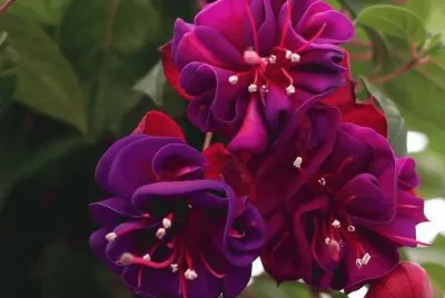 PURPLES